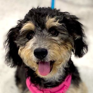 Meet your Posher, Victoria